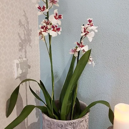 Cap Larros * Gujan-Mestras