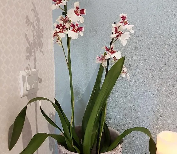 Cap Larros * Gujan-Mestras